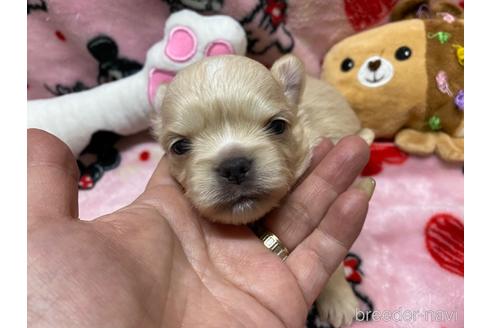 成約済の愛媛県のチワワ(ロングコート)-165904の2枚目