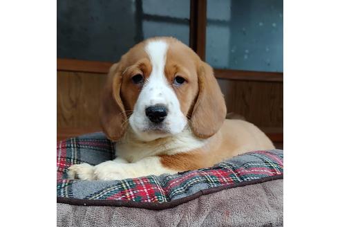 成約済の神奈川県のミックス犬-162888の5枚目