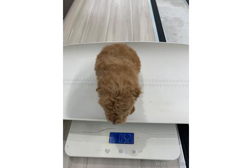 成約済の福岡県のタイニープードル-166848の4枚目