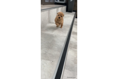 成約済の福岡県のタイニープードル-166848の2枚目