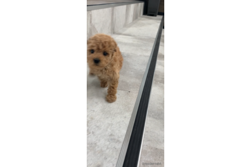 成約済の福岡県のタイニープードル-166848の3枚目