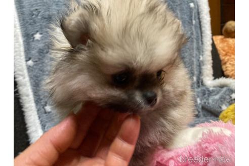 成約済の福岡県のポメラニアン-166860の20枚目