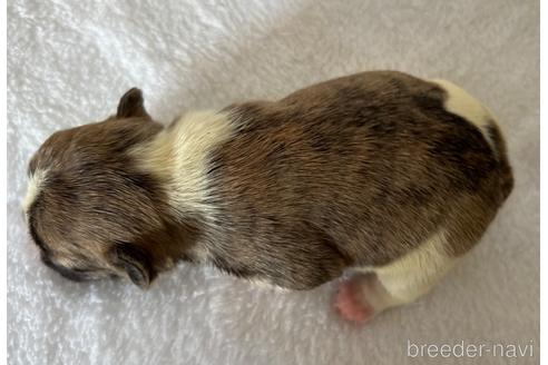 成約済の茨城県のフレンチブルドッグ-166872の7枚目