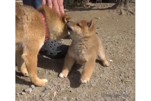 成約済の佐賀県の豆柴-166884の2枚目