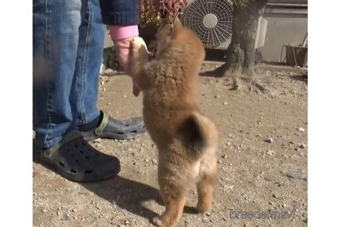 成約済の佐賀県の豆柴-166884の3枚目