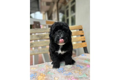 成約済の東京都のミックス犬-166926の20枚目