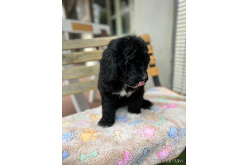 成約済の東京都のミックス犬-166926の19枚目