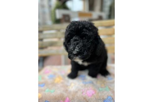 成約済の東京都のミックス犬-166926の16枚目