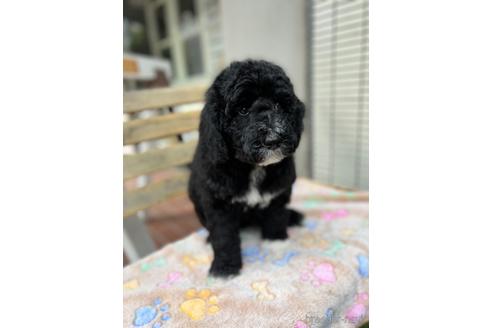 成約済の東京都のミックス犬-166926の15枚目