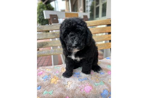 成約済の東京都のミックス犬-166926の12枚目