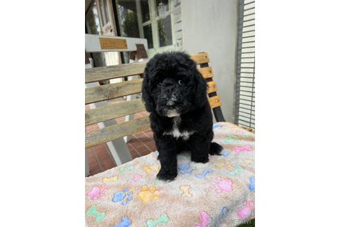 成約済の東京都のミックス犬-166926の11枚目