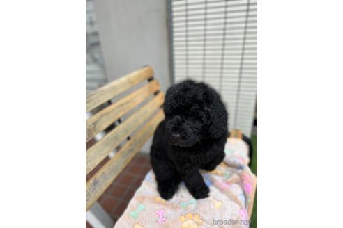 成約済の東京都のミックス犬-166927の22枚目
