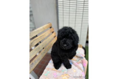成約済の東京都のミックス犬-166927の23枚目