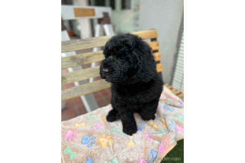 成約済の東京都のミックス犬-166927の24枚目
