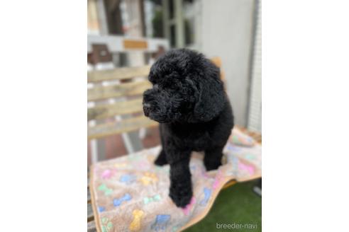 成約済の東京都のミックス犬-166927の25枚目