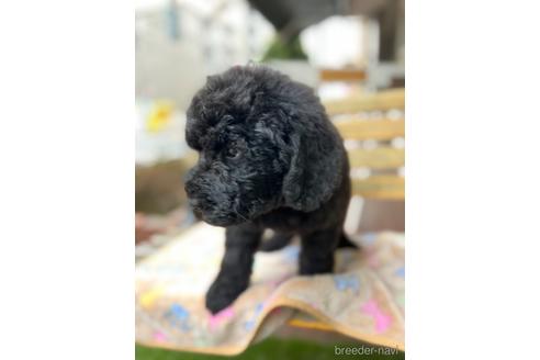 成約済の東京都のミックス犬-166927の27枚目