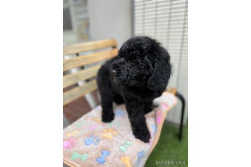 成約済の東京都のミックス犬-166927の28枚目