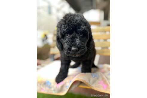 成約済の東京都のミックス犬-166927の20枚目