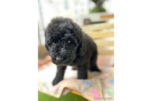 成約済の東京都のミックス犬-166927の35枚目