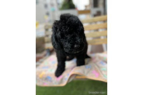 成約済の東京都のミックス犬-166927の14枚目