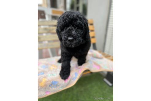 成約済の東京都のミックス犬-166927の19枚目