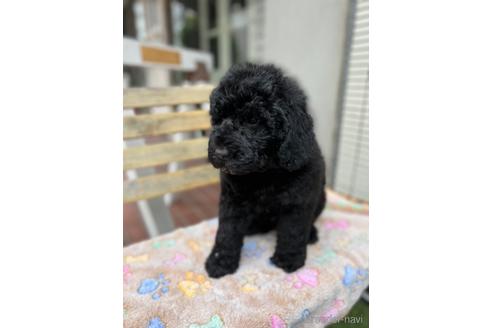 成約済の東京都のミックス犬-166927の17枚目