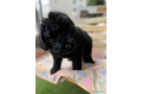 成約済の東京都のミックス犬-166927の13枚目
