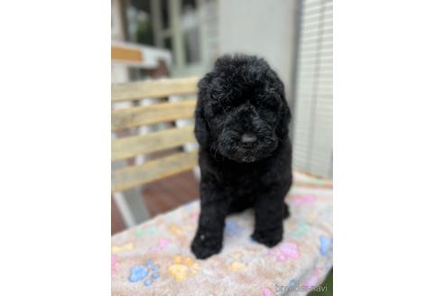 成約済の東京都のミックス犬-166927の11枚目