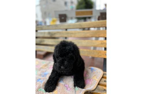 成約済の東京都のミックス犬-166927の10枚目