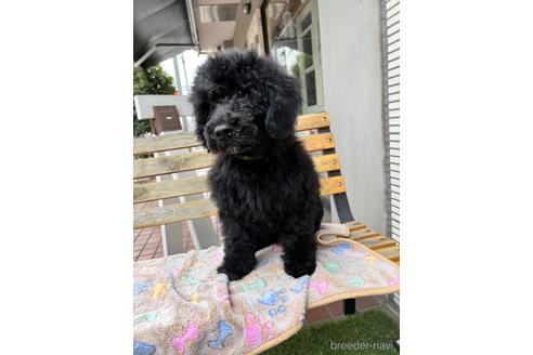 成約済の東京都のその他の犬種-166928の23枚目