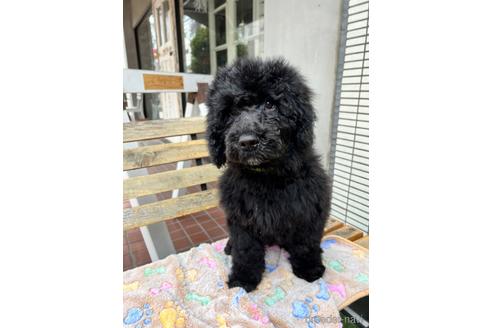 成約済の東京都のその他の犬種-166928の21枚目