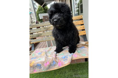 成約済の東京都のその他の犬種-166928の20枚目