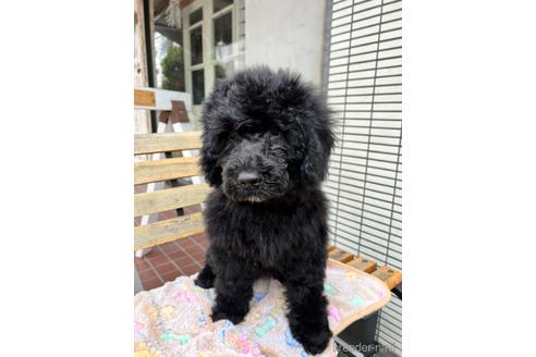 成約済の東京都のその他の犬種-166928の19枚目