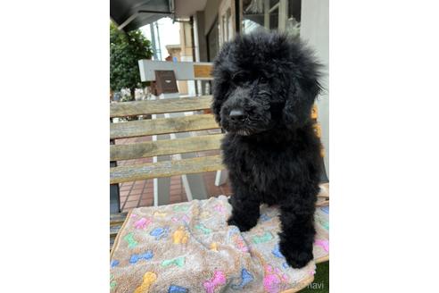 成約済の東京都のその他の犬種-166928の18枚目