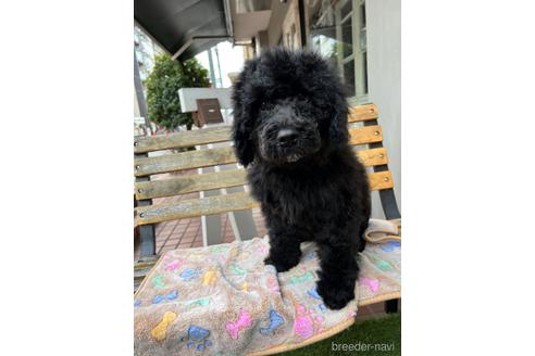 成約済の東京都のその他の犬種-166928の17枚目