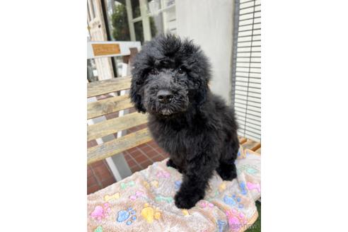 成約済の東京都のその他の犬種-166928の16枚目