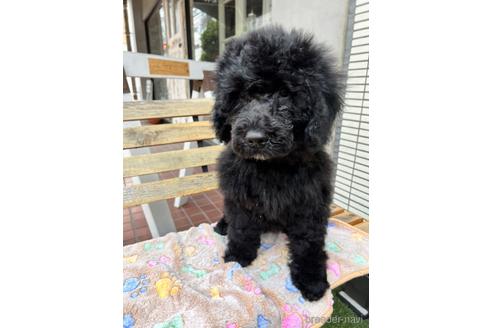 成約済の東京都のその他の犬種-166928の15枚目