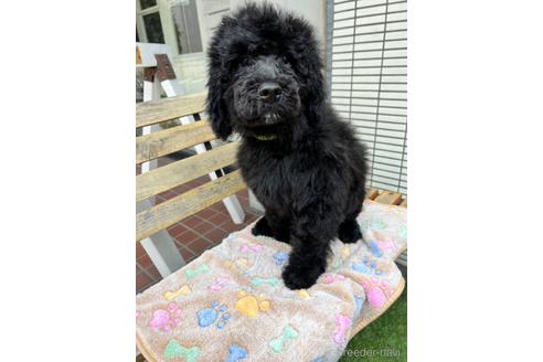 成約済の東京都のその他の犬種-166928の14枚目