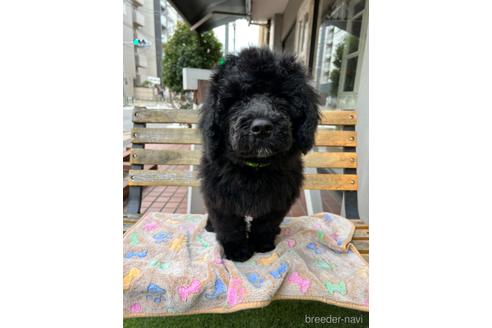 成約済の東京都のその他の犬種-166928の10枚目