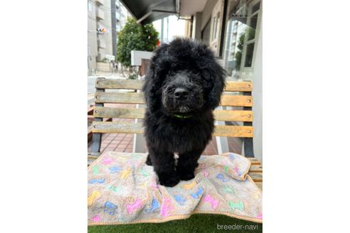成約済の東京都のその他の犬種-166928の13枚目