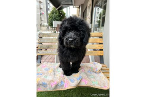成約済の東京都のその他の犬種-166928の12枚目