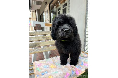 成約済の東京都のその他の犬種-166928の11枚目