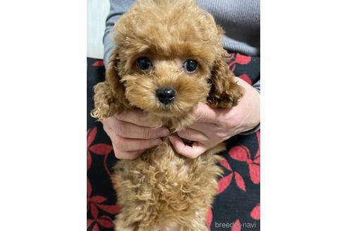 成約済の香川県のタイニープードル-166929の5枚目