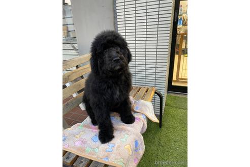 成約済の東京都のその他の犬種-164690の57枚目