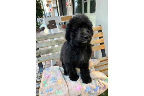 成約済の東京都のその他の犬種-164690の53枚目