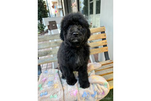 成約済の東京都のその他の犬種-164690の51枚目