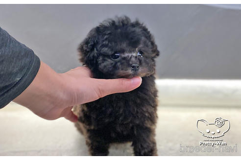 成約済の愛知県のタイニープードル-166936の4枚目