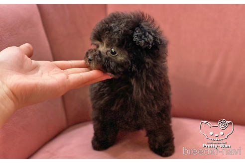 成約済の愛知県のタイニープードル-166936の2枚目