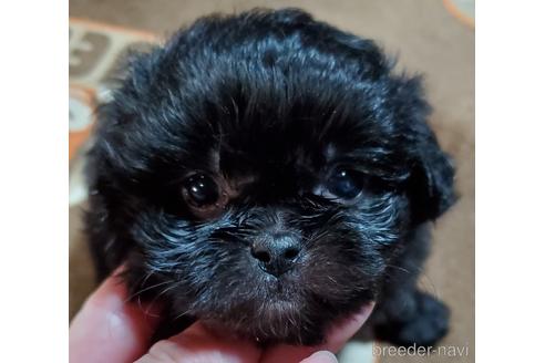 成約済の鹿児島県のミックス犬-166940の2枚目