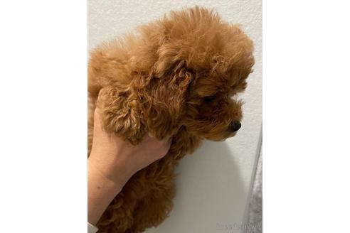 成約済の香川県のタイニープードル-166929の3枚目